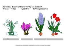 1-AB-Frühblüher-beschriften-2.pdf
